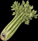 Celery