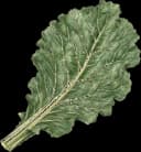 Collard Greens