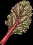 Red Swiss Chard