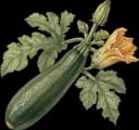 Zucchini